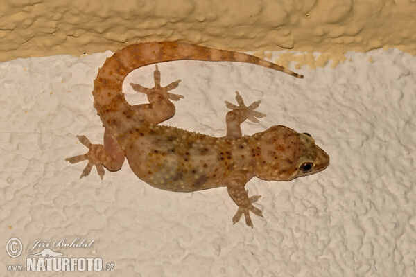 Mediterranean Gecko (Hemidactylus turcicus)