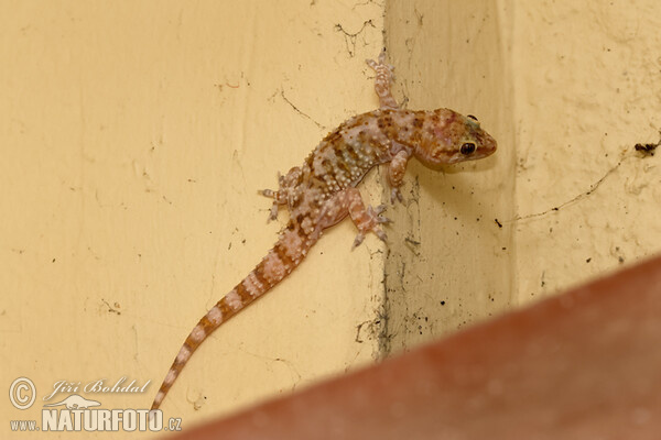 Mediterranean Gecko (Hemidactylus turcicus)