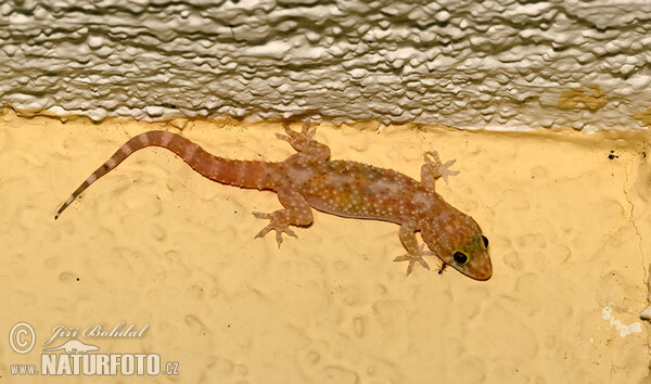 Mediterranean Gecko (Hemidactylus turcicus)