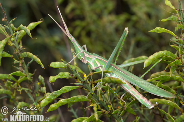 Mediterranean Slant-faced Grasshopper (Acrida ungarica)