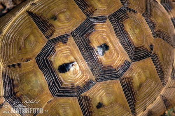 Mediterranean spur-thighed tortoise (Testudo graeca)