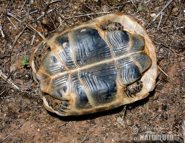 Mediterranean spur-thighed tortoise (Testudo graeca)