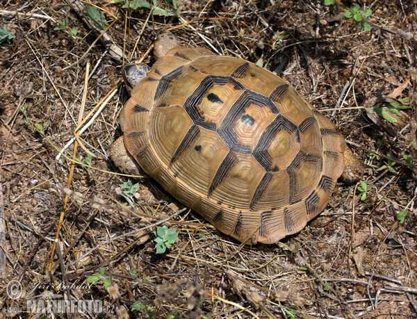 Mediterranean spur-thighed tortoise (Testudo graeca)