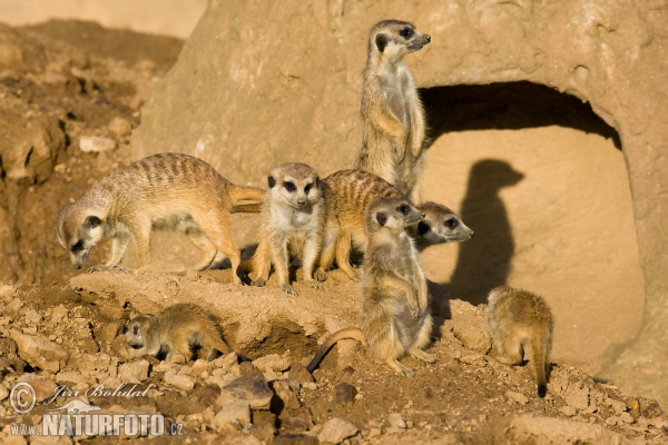 Meerkat (Suricata suricatta)