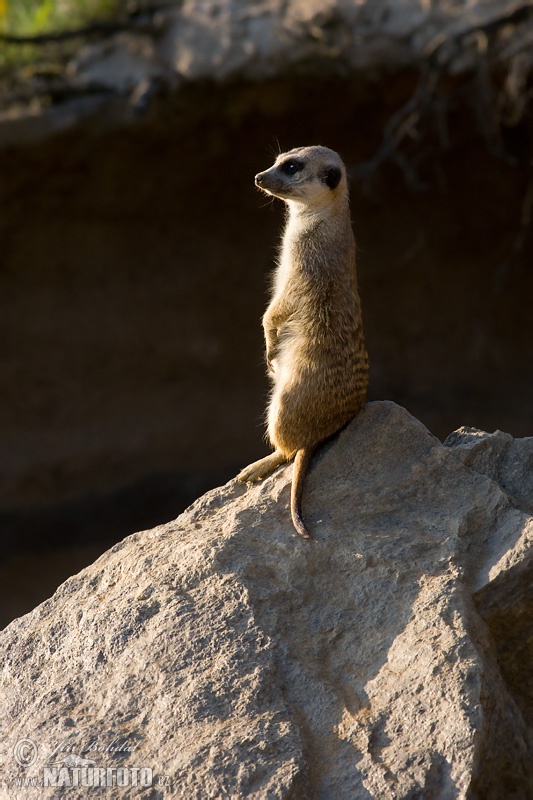 Meerkat