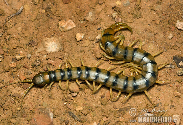 Megarian banded centipede (Scolopendra cingulata)