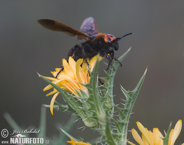Megascolia maculata