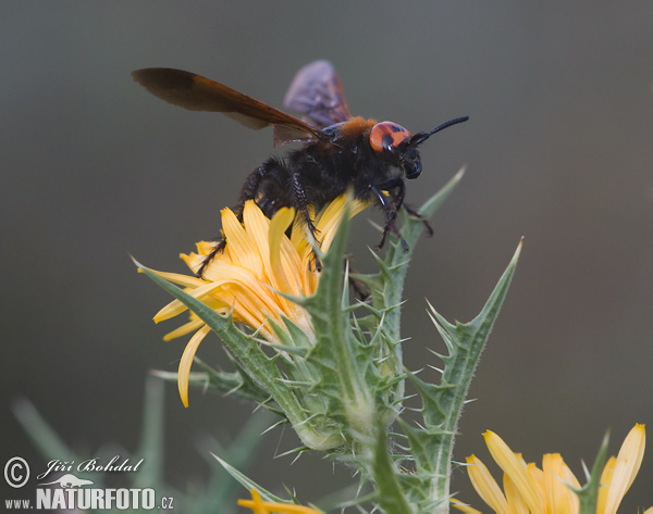 Megascolia maculata