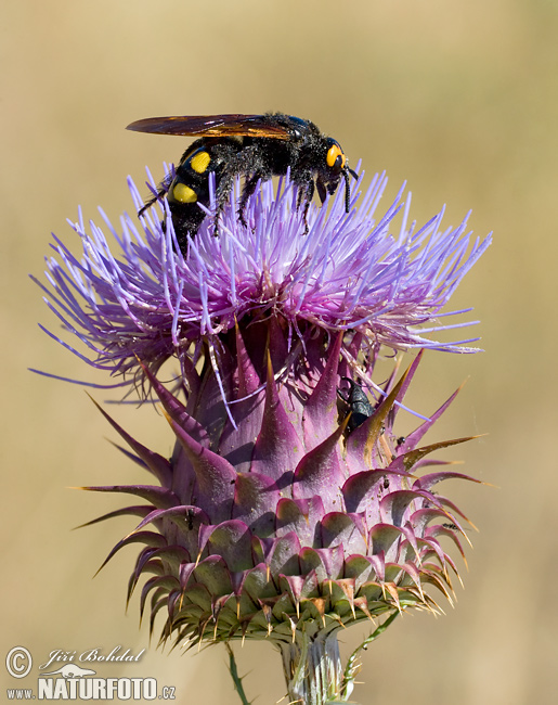 Megascolia maculata