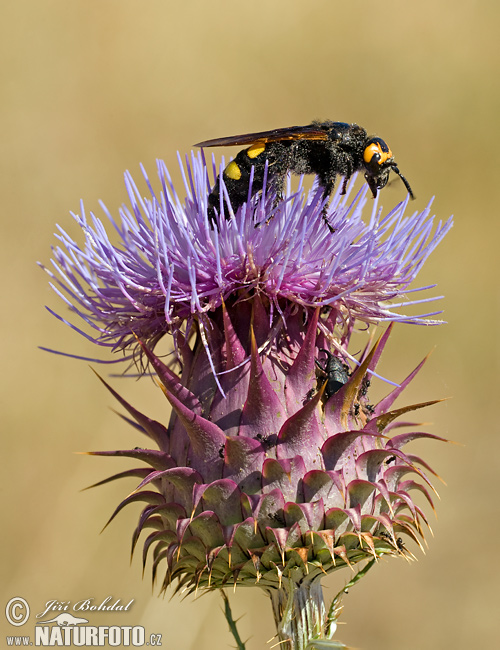 Megascolia maculata