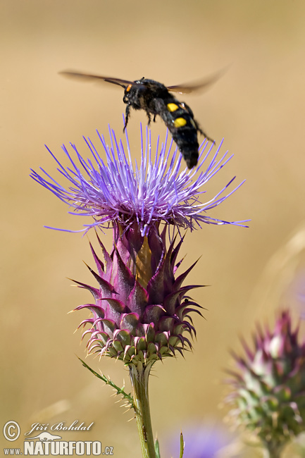 Megascolia maculata