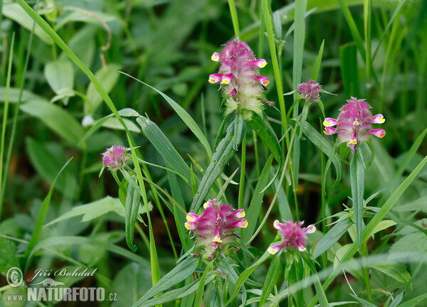 Melampyrum cristatum