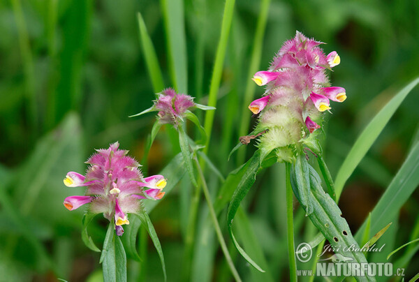 Melampyrum cristatum