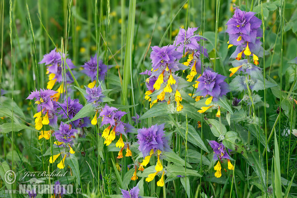 Melampyrum memorosum