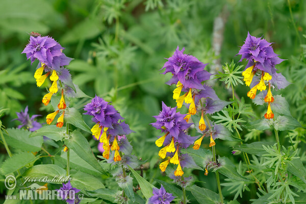 Melampyrum memorosum