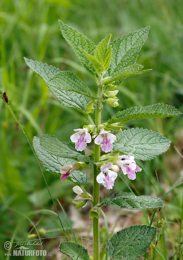 Melittis melissophyllum