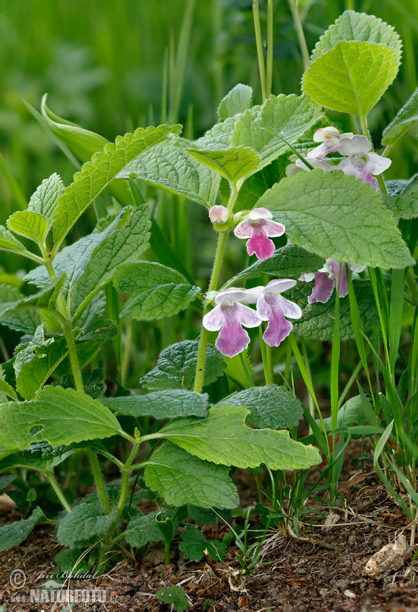 Melittis melissophyllum