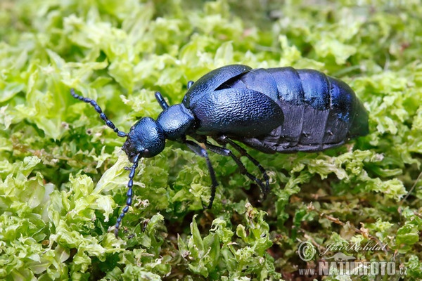 Meloe violaceus