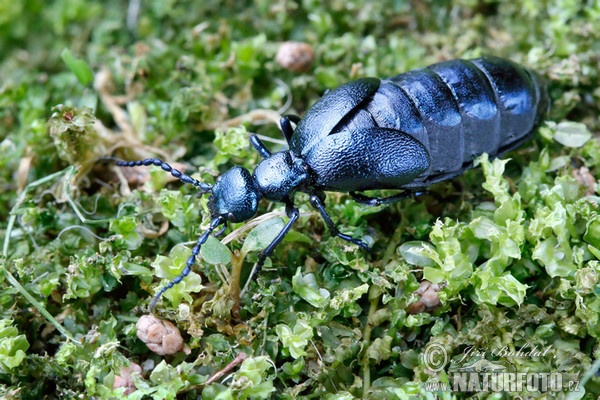 Meloid beetle (Meloe violaceus)