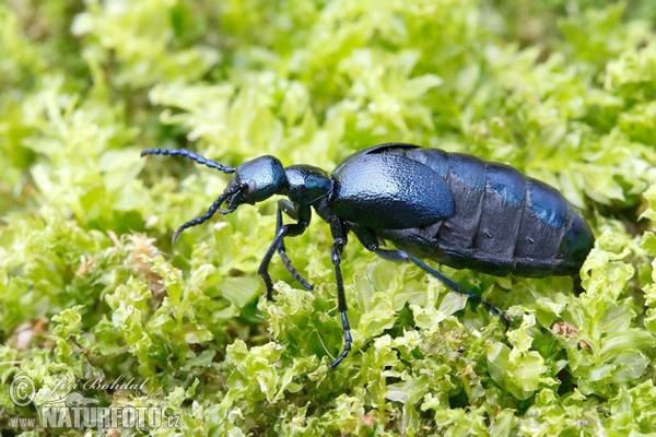 Meloid beetle (Meloe violaceus)