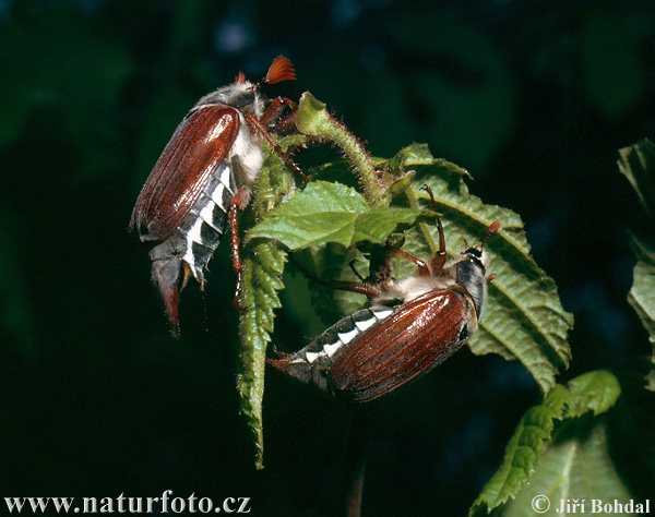 Melolonthinae