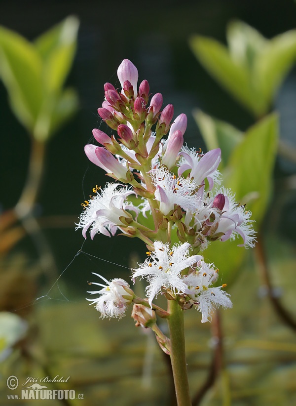 Menyanthes trifoliata