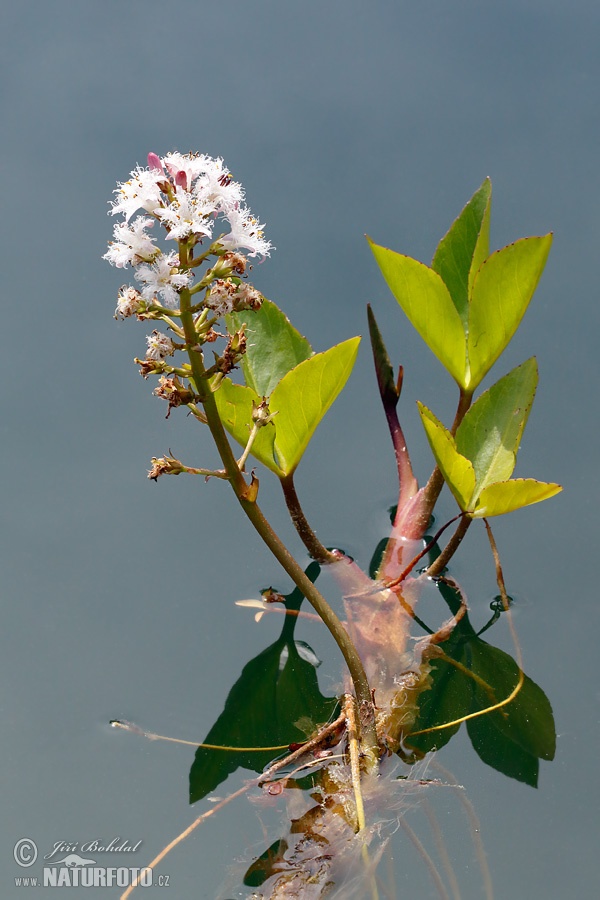 Menyanthes trifoliata