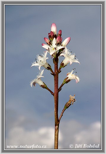 Menyanthes trifoliata