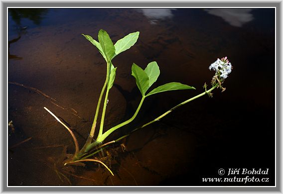 Menyanthes trifoliata