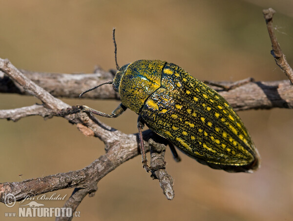 Metallic Beetle (Julodis andreae)