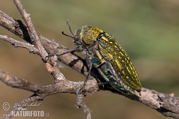 Metallic Beetle (Julodis andreae)