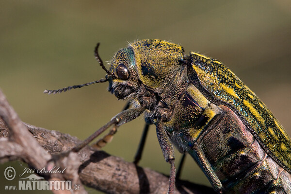 Metallic Beetle (Julodis andreae)