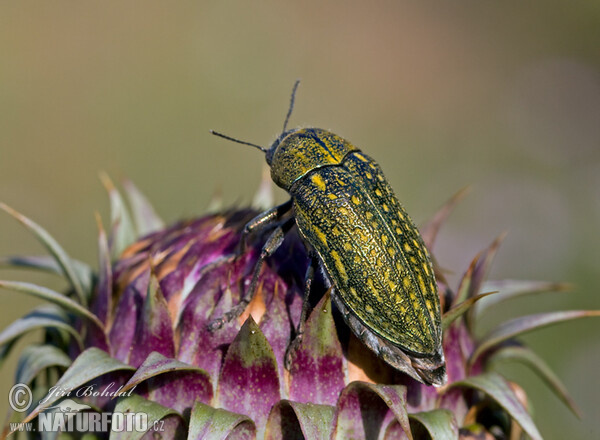 Metallic Beetle (Julodis andreae)