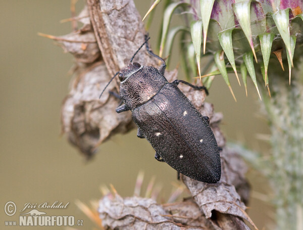 Metallic Beetle (Chalcophorella stigmatica)