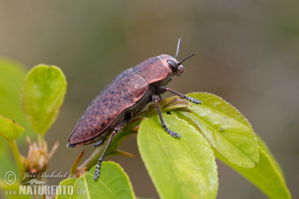 Metallic Wood Borrer (Perotis lugubris)