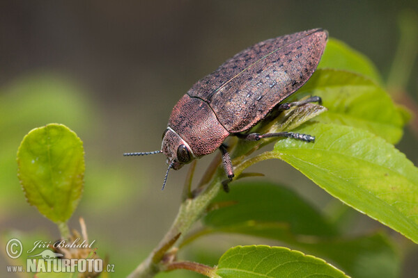 Metallic Wood Borrer (Perotis lugubris)