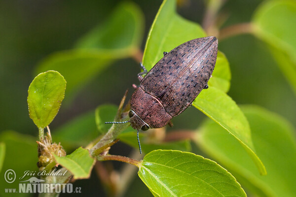 Metallic Wood Borrer (Perotis lugubris)