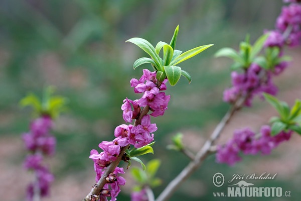 Mezereon (Daphne mezereum)