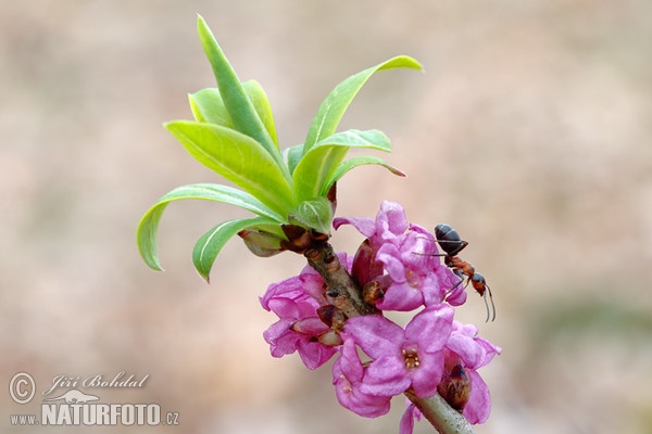 Mezereon (Daphne mezereum)