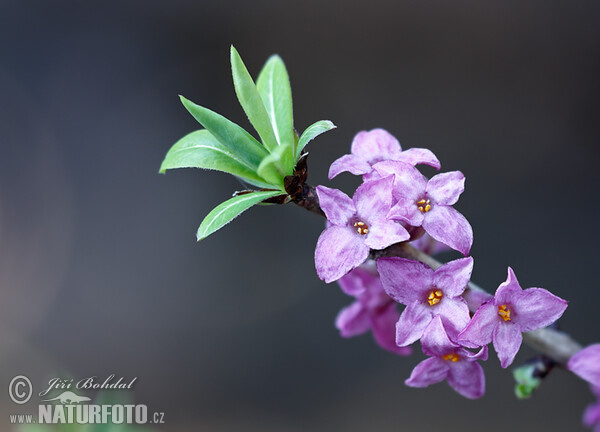 Mezereon (Daphne mezereum)