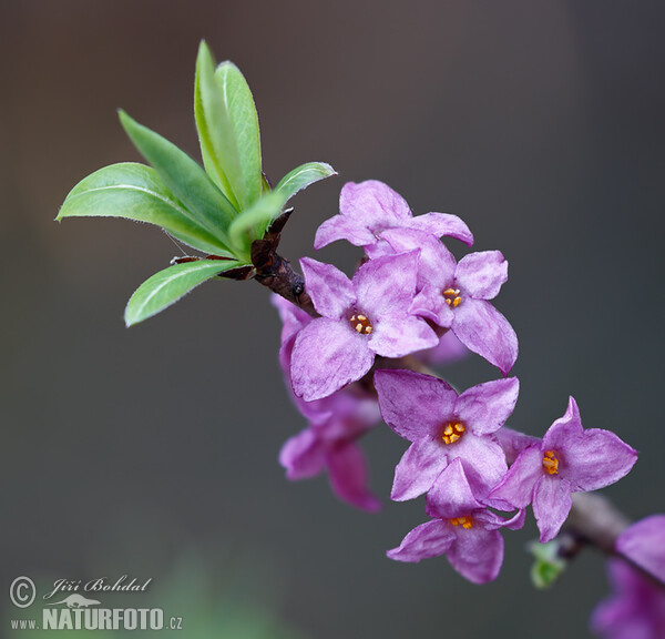 Mezereon (Daphne mezereum)