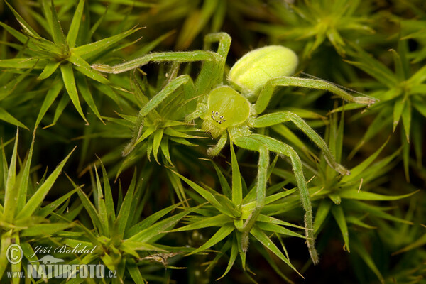 Micrommata virescens