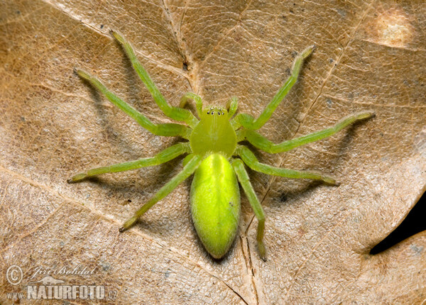 Micrommata virescens