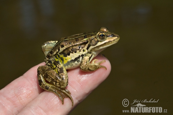 Middelste groene kikker