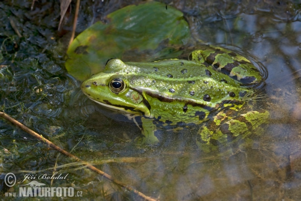 Middelste groene kikker