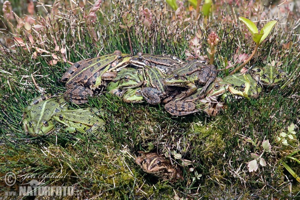 Middelste groene kikker