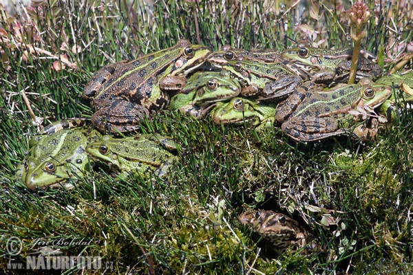 Middelste groene kikker