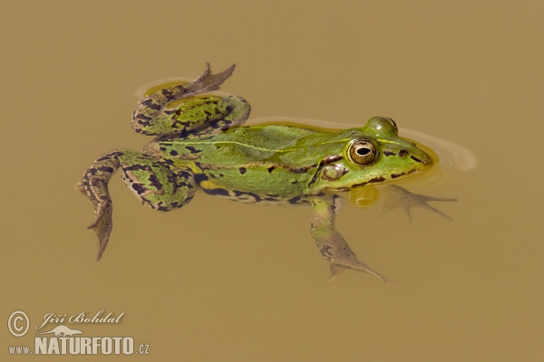 Middelste groene kikker