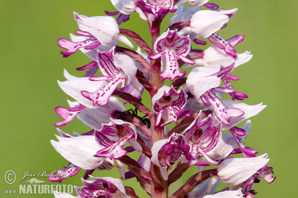 Military Orchid (Orchis militaris)