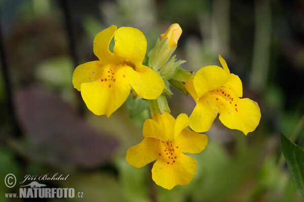 Mimulus guttatus